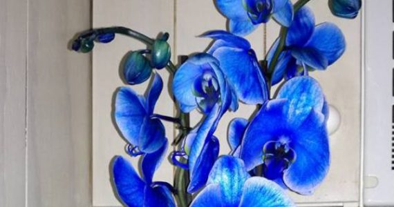 orquidea azul Aries floristass